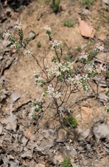 Pimelea preissii