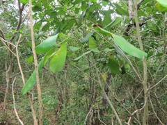 Vepris trichocarpa
