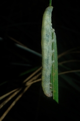 Orocrambus angustipennis