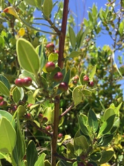 Rhamnus alaternus