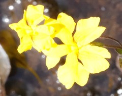 Goodenia pusilla