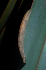 Ichneutica steropastis