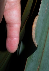 Ichneutica steropastis
