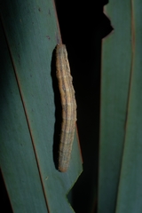 Ichneutica steropastis