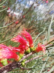 Melaleuca gilesii