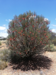 Melaleuca gilesii