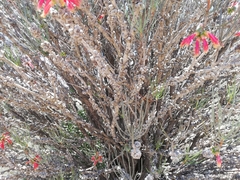 Melaleuca gilesii