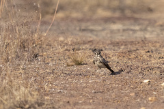 Pinarocorys erythropygia