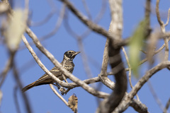 Pinarocorys erythropygia