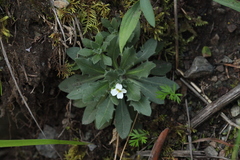 Draba cana