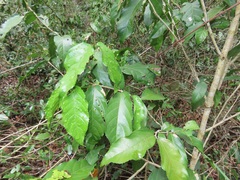 Lasiodiscus pervillei