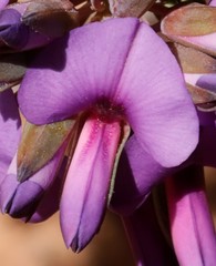 Gompholobium confertum