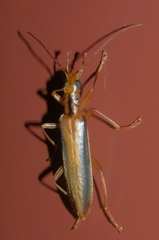Thelyphassa lineata