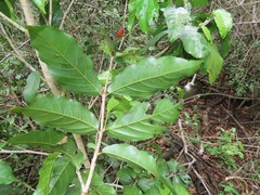 Lasiodiscus pervillei