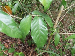 Lasiodiscus pervillei