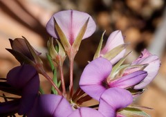 Gompholobium confertum