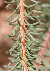 Gompholobium confertum