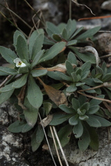 Draba cana