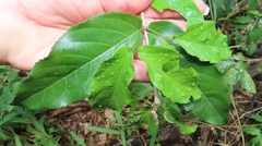 Lasiodiscus pervillei