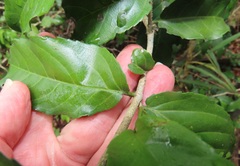 Lasiodiscus pervillei
