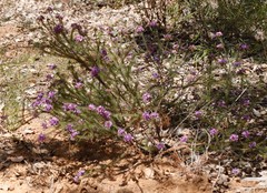 Gompholobium confertum