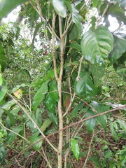 Lasiodiscus pervillei