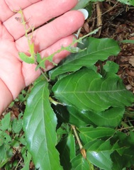Lasiodiscus pervillei