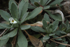 Draba cana