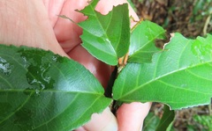 Lasiodiscus pervillei