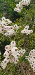 Melaleuca huegelii