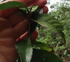 Lasiodiscus pervillei