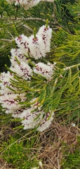 Melaleuca huegelii