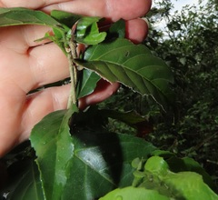 Lasiodiscus pervillei