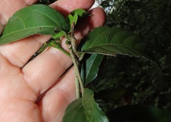 Lasiodiscus pervillei