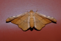 Morova subfasciata