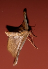 Morova subfasciata