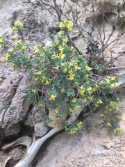 Thymelaea dioica