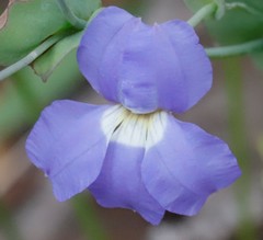 Goodenia eatoniana