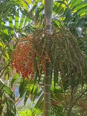 Areca catechu