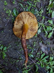 Pholiota jahnii