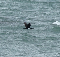 Leucocarbo magellanicus