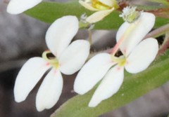 Stylidium rhynchocarpum