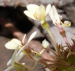 Stylidium rhynchocarpum