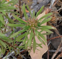 Stylidium rhynchocarpum