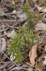 Stylidium rhynchocarpum