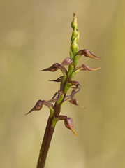 Genoplesium acuminatum