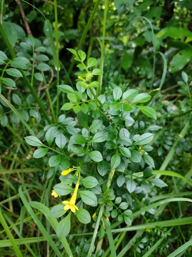 Image of Chrysojasminum humile by no rights reserved
