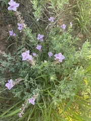 Syncolostemon elliottii