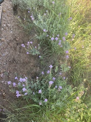 Syncolostemon elliottii