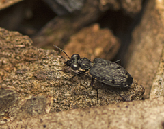Scopodes